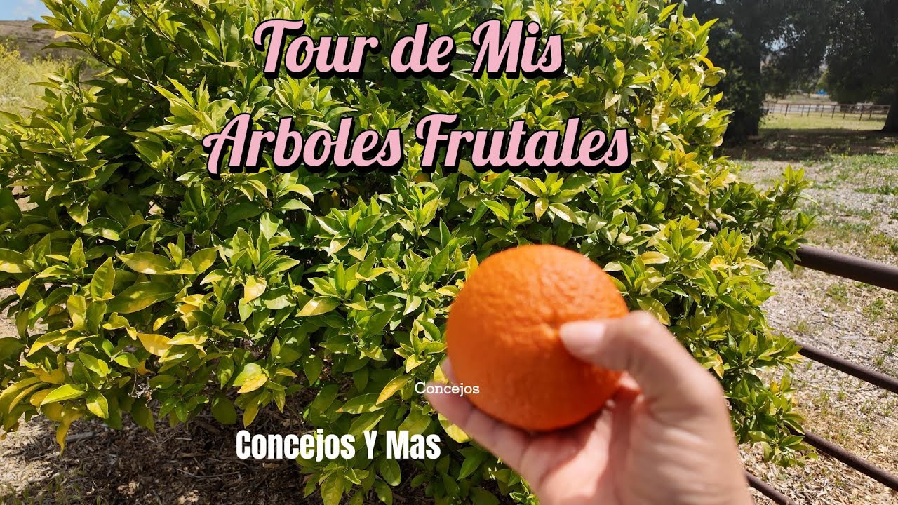 Tour De Arboles Frutales 🌳 Consejos Y mas 🍊 Story time