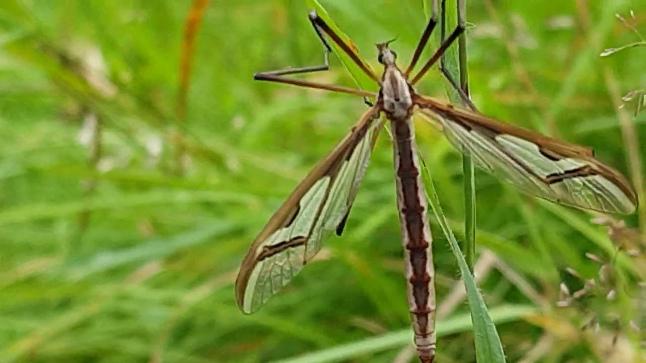 Pedicia rivosa