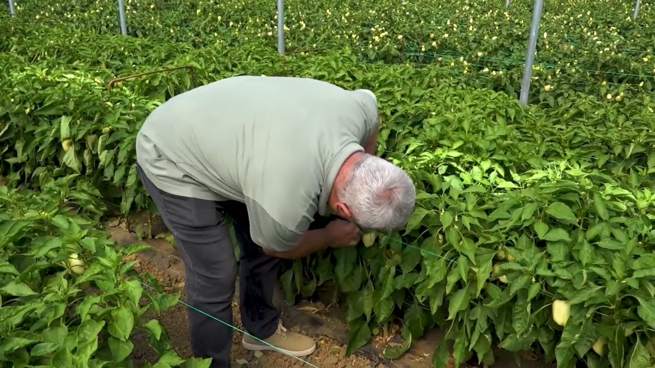 Mbrojtja e integruar e kulturave perimore