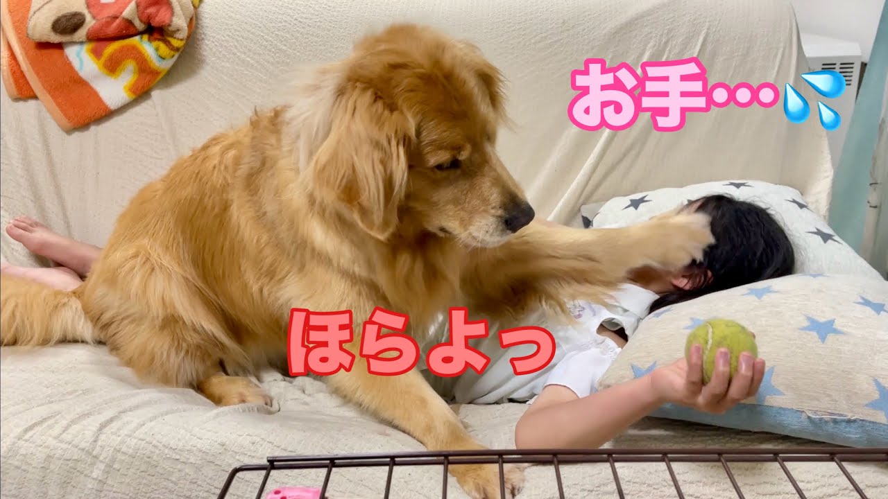 格下娘には悪意のこもったお手をプレゼントする大型犬クッキー【ゴールデンレトリバーとミニチュアダックスフンド】