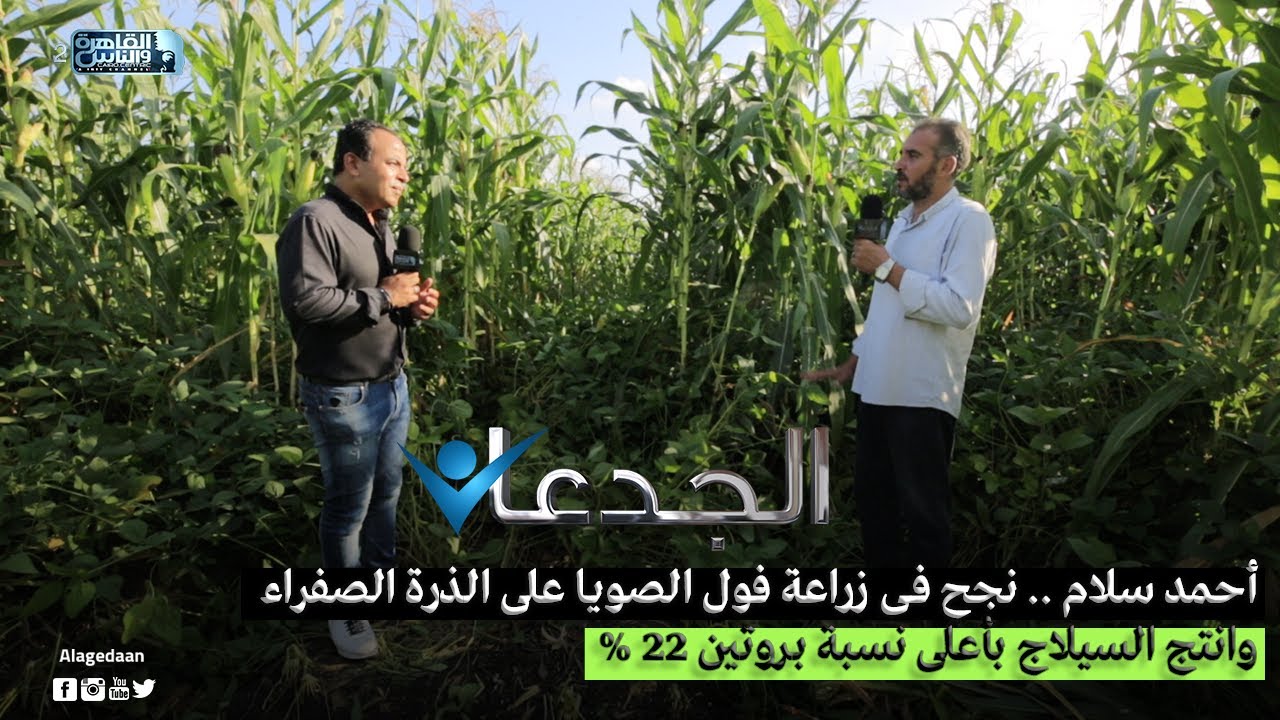 أحمد سلام .. نجح فى زراعة فول الصويا على الذرة الصفراء وانتج السيلاج بأعلى نسبة بروتين 22 %