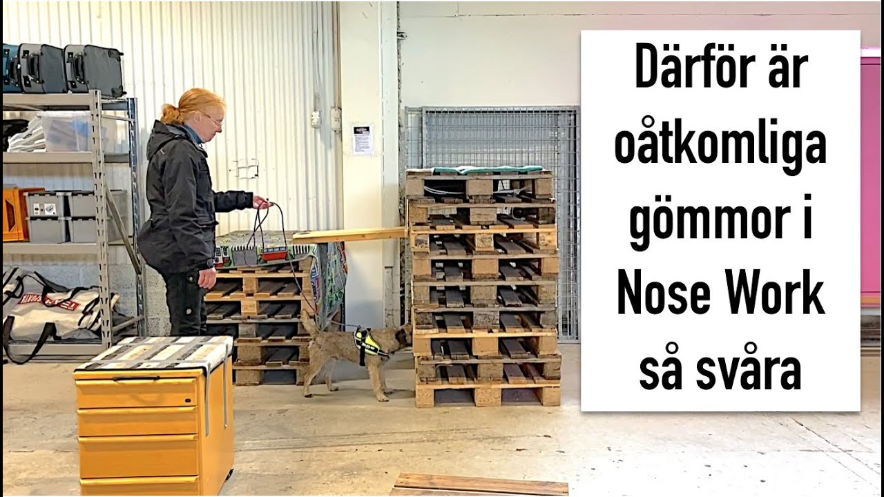 Därför är oåtkomliga gömmor i Nose Work så svåra