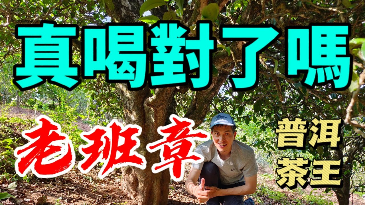 老班章，普洱茶王，你真的喝對了嗎？老班章，從不缺追捧，只缺懂它的人！