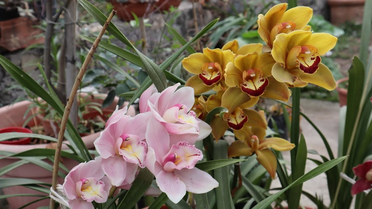 Orquídea Cymbidium 