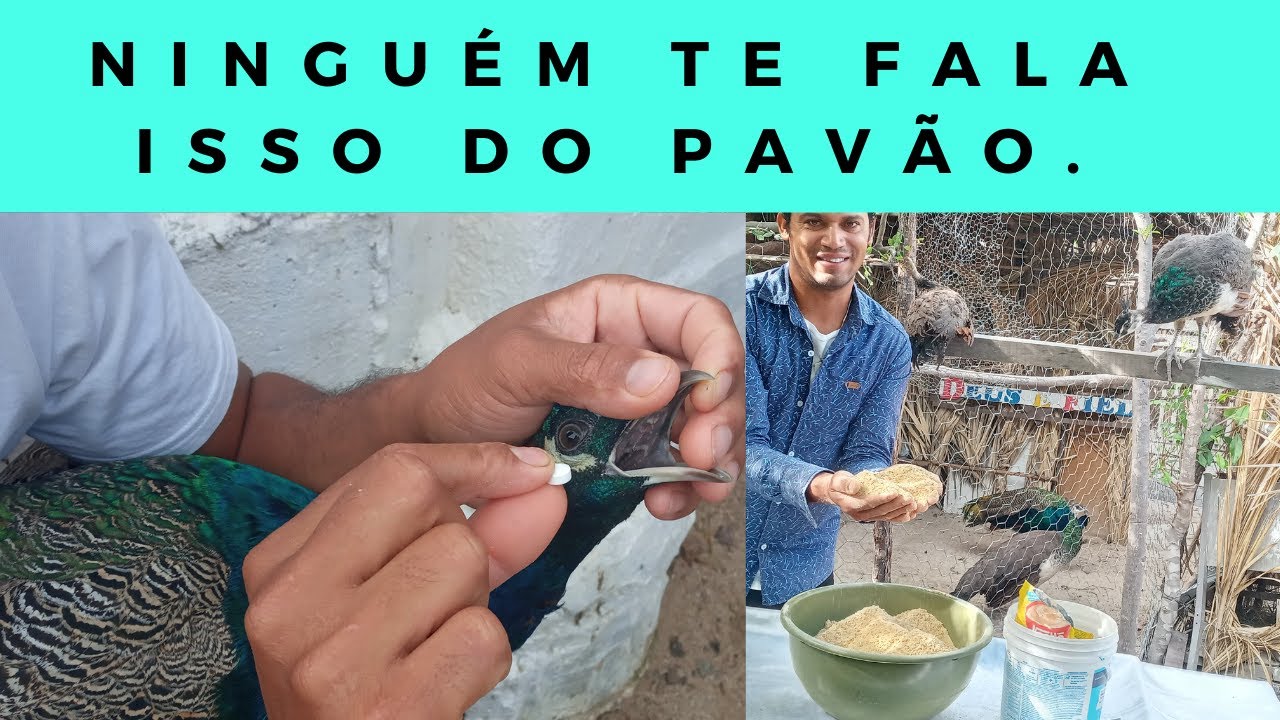 RAÇÃO X VERMIFUGAÇÃO Para pavões Filhotes ATUALIZADO.