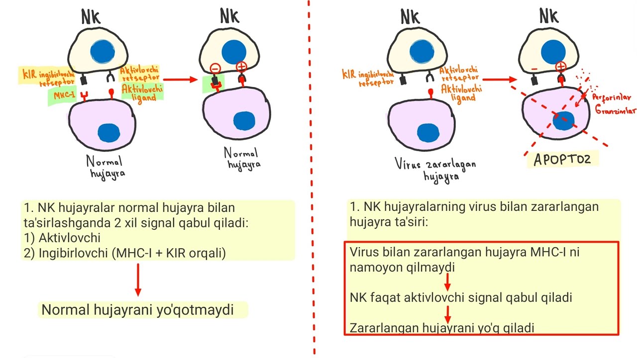 TUG’MA IMMUNITET