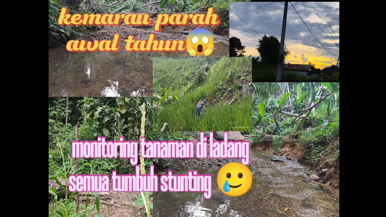 Tripshort Keladang pasca Natal dan Tahun Baru