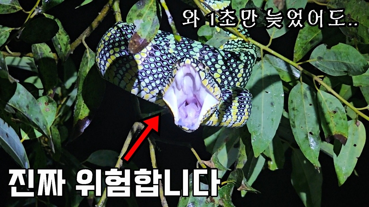 수마트라ep.5｜병원 실려 갈뻔 했네요..제 평생 처음 잡은 희귀종까지 가득합니다..ㄷㄷ