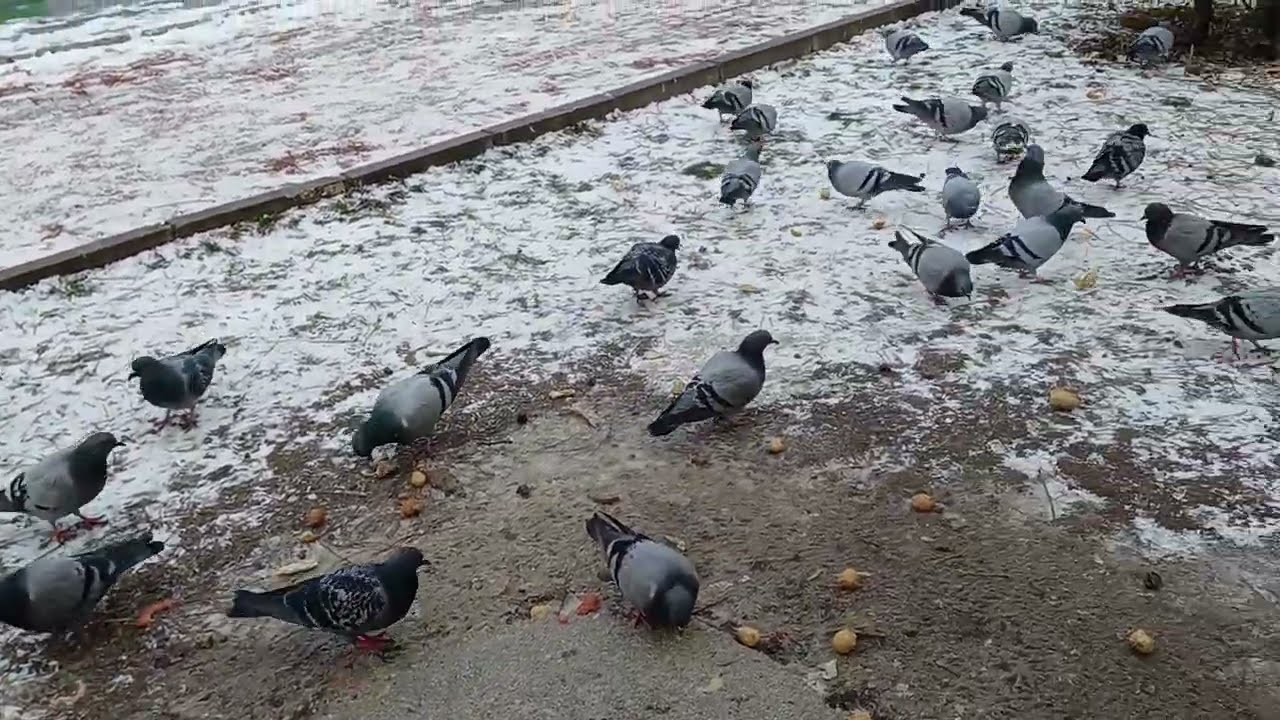 GÜVERCİNLERLE KIŞ SOHBETİ❗️NEYİ PAYLAŞAMIYORUZ Kİ👈