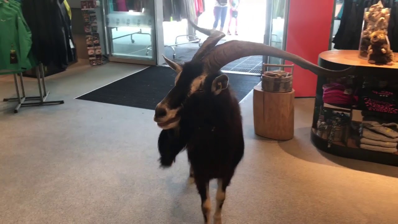 Gei&szlig;bock beim Shoppen am Stubaier Gletscher