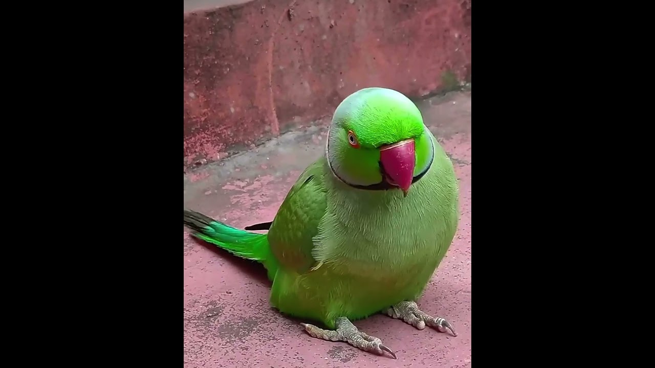 Mummy papa #mitthu #birds #mittoo 😍😍￼