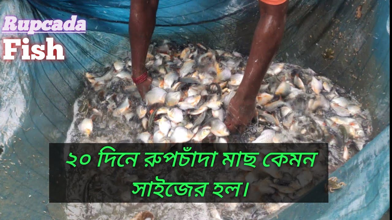 রূপচাঁদ মাছ ধোরলাম অন্য পুকুরে ছাড়ার জন্য।