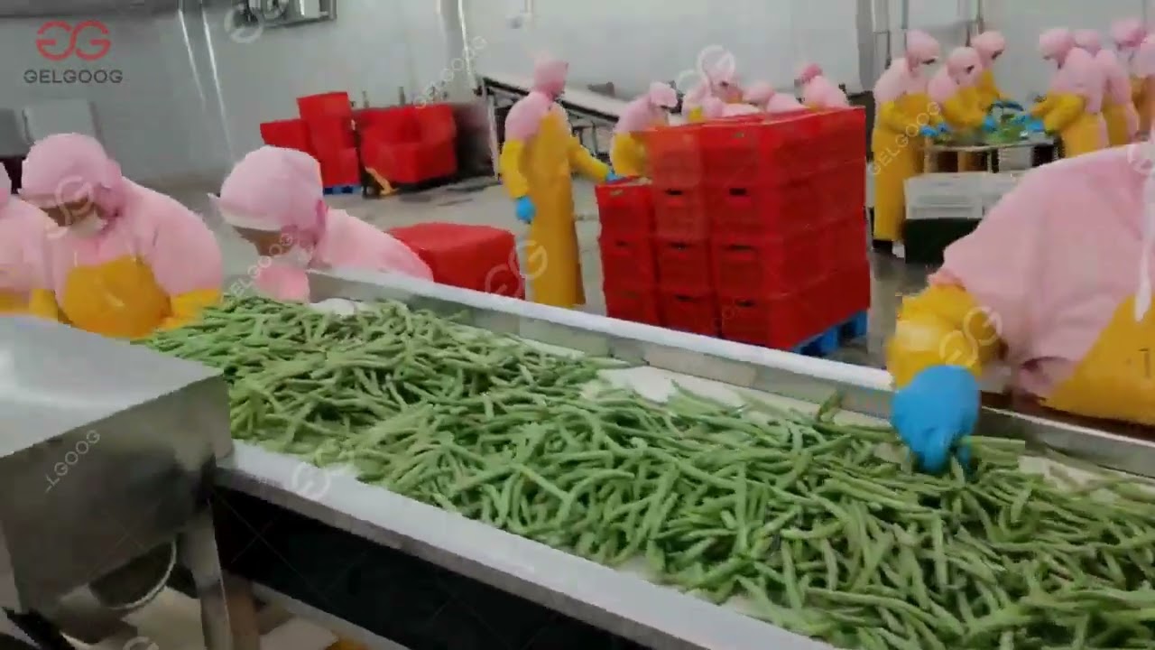Green Beans End Cutting Machine-GELGOOG Machinery