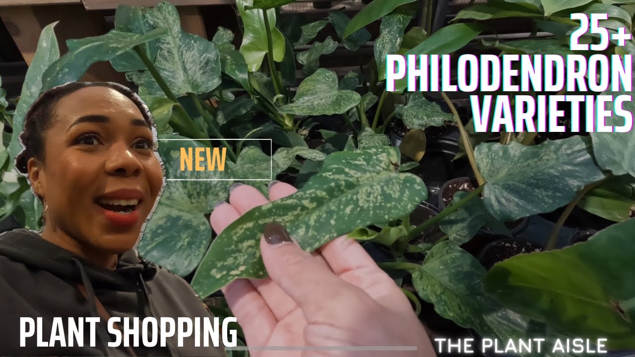 25+ PHILODENDRON VARIETIES | PLANT SHOPPING & PRICES | The Plant Aisles Ep 2