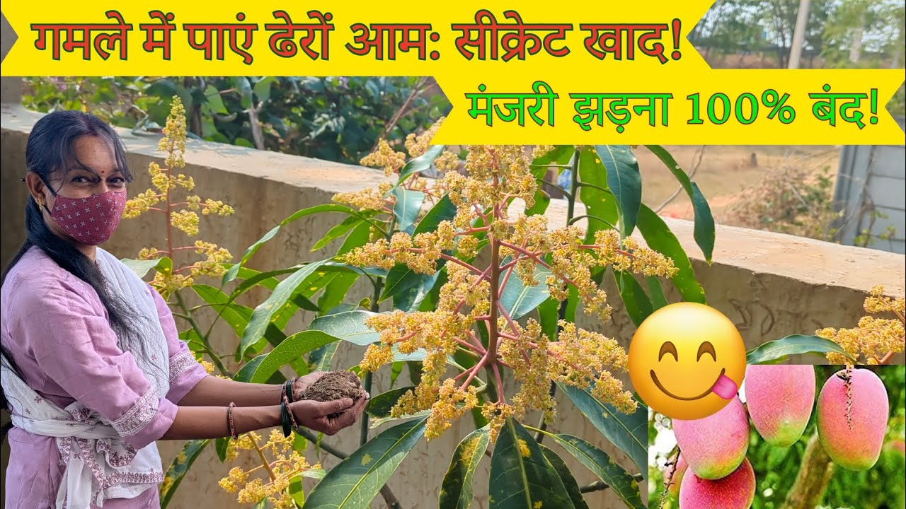 How to get maximum mangoes in Pots | आम के पेड़ में फूल आने पर क्या करें?