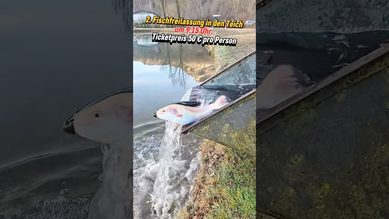 2. Fischfreilassung in den Teich um 9:15 Uhr. Ticketpreis 50 &euro; pro Person in D&auml;nemark #angel #fish