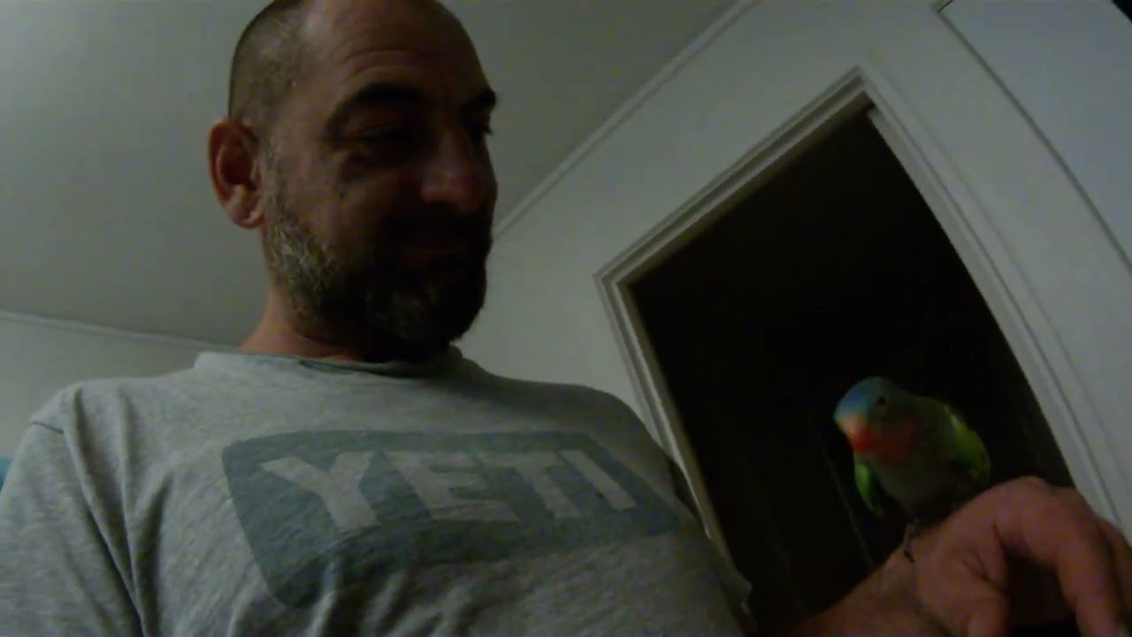 Chicken the princess parrot, just being himself.