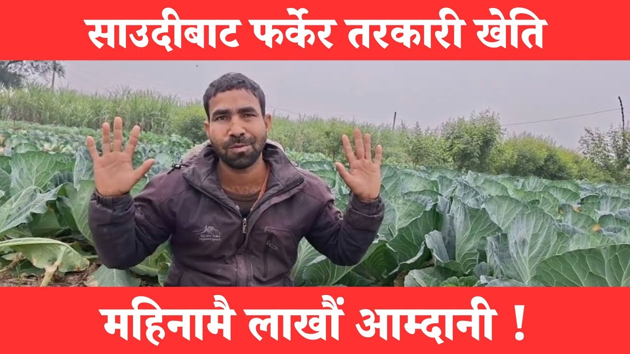 साउदीबाट फर्केर नेपालमा तरकारी खेतिबाट लाखौं कमाएका बागवान