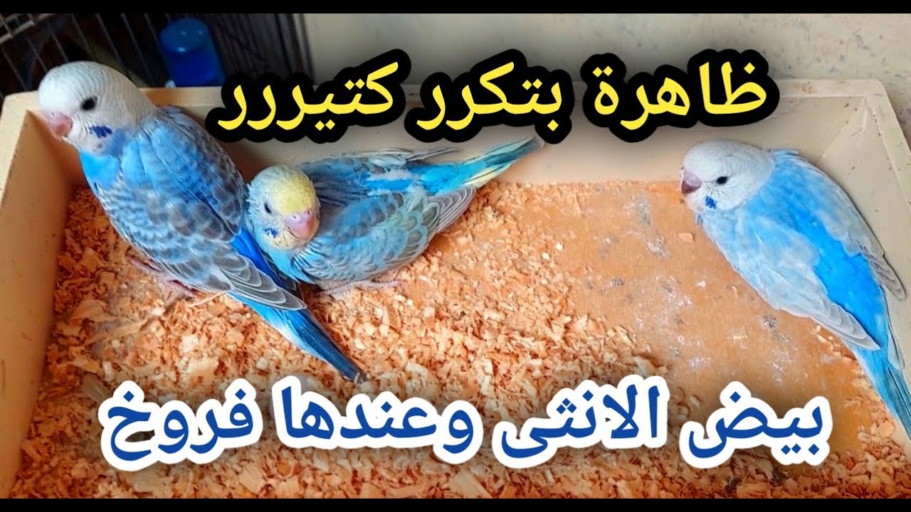 أية السبب ظاهرة بتكررر🤔