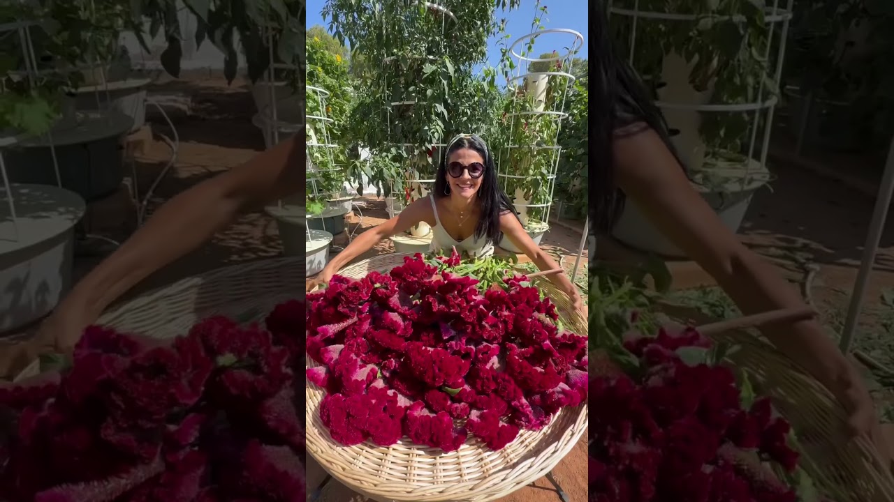 Vertical farming with aeroponic towers allows you to grow over 160 crops without the use of soil