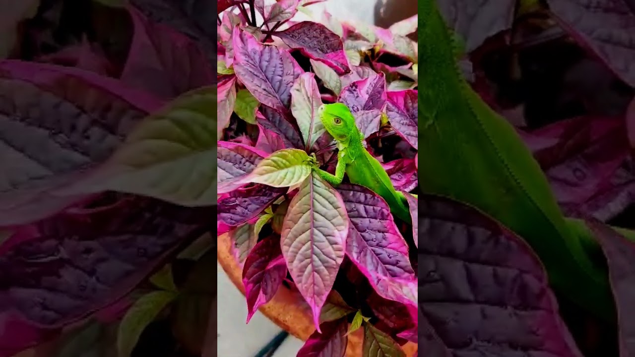 IGUANA VERDE