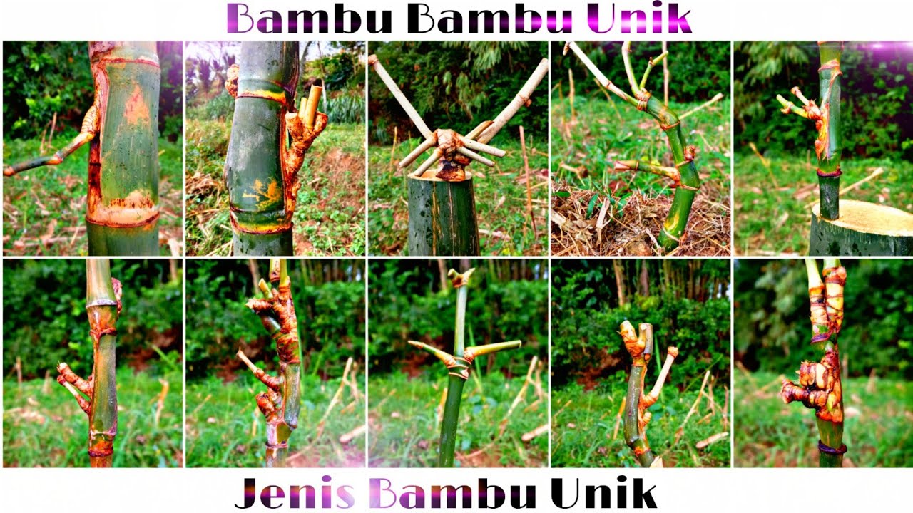 Nama Dan Jenis Bambu Unik