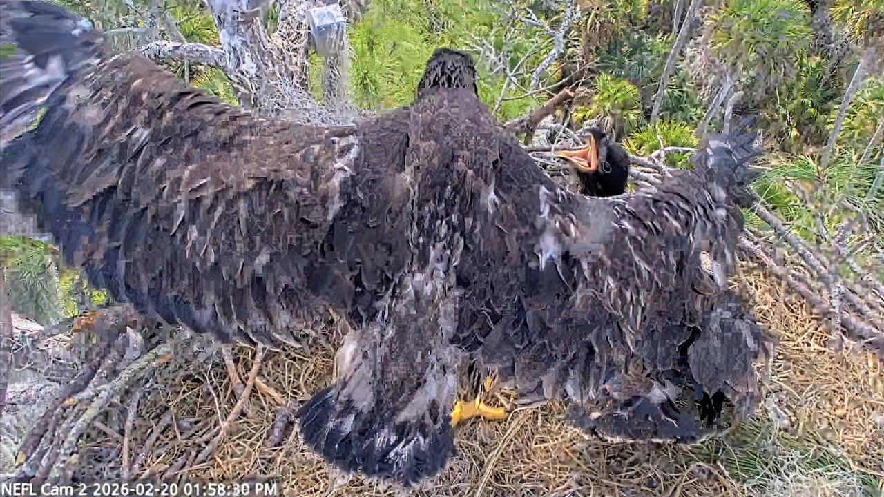 NEFL EAGLES 2026.2.20 😳EVE flapped its wings and nearly collided with KAI.