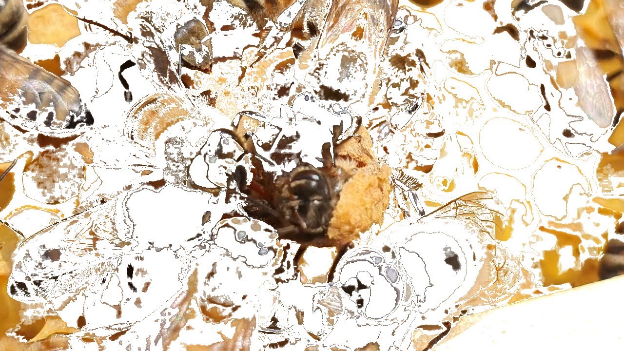 WingWing Beekeeping) Apiculture : Queen Bees Hatching : Queens Hatching :  Birth of a bee queen