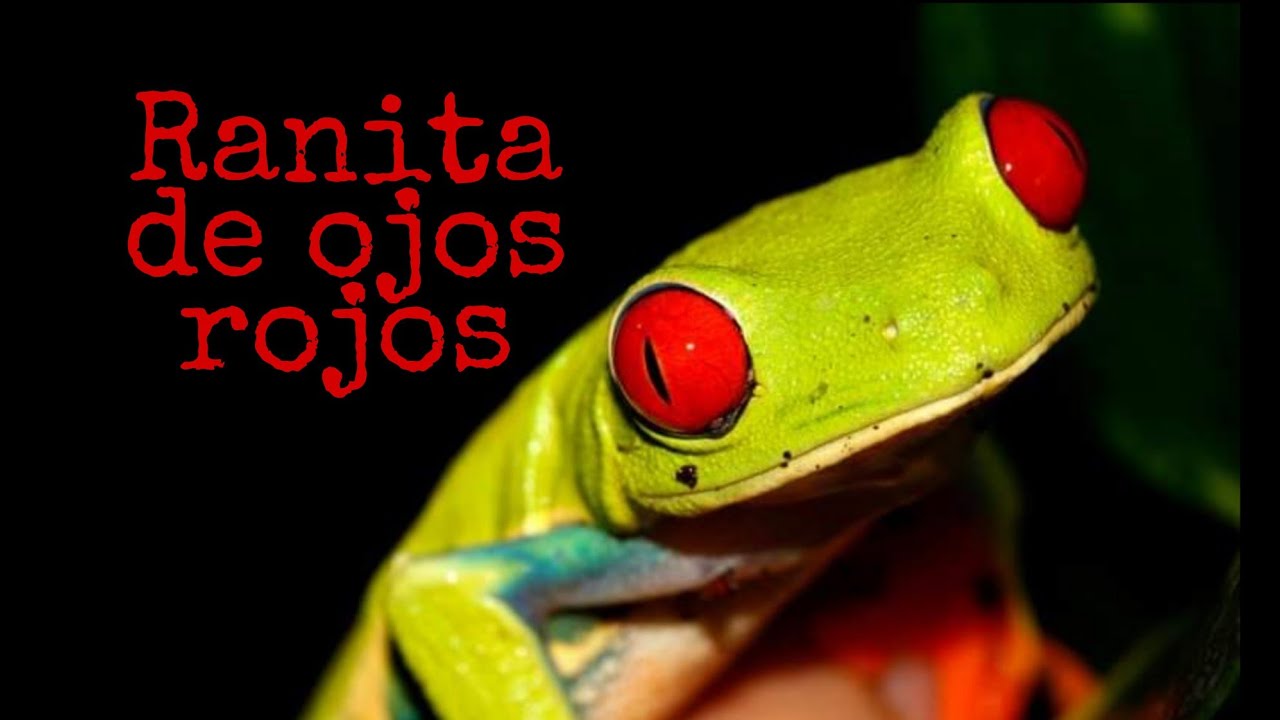 GUIA de CUIDADOS//  RANA de OJOS ROJOS. FACIL y EFECTIVO!