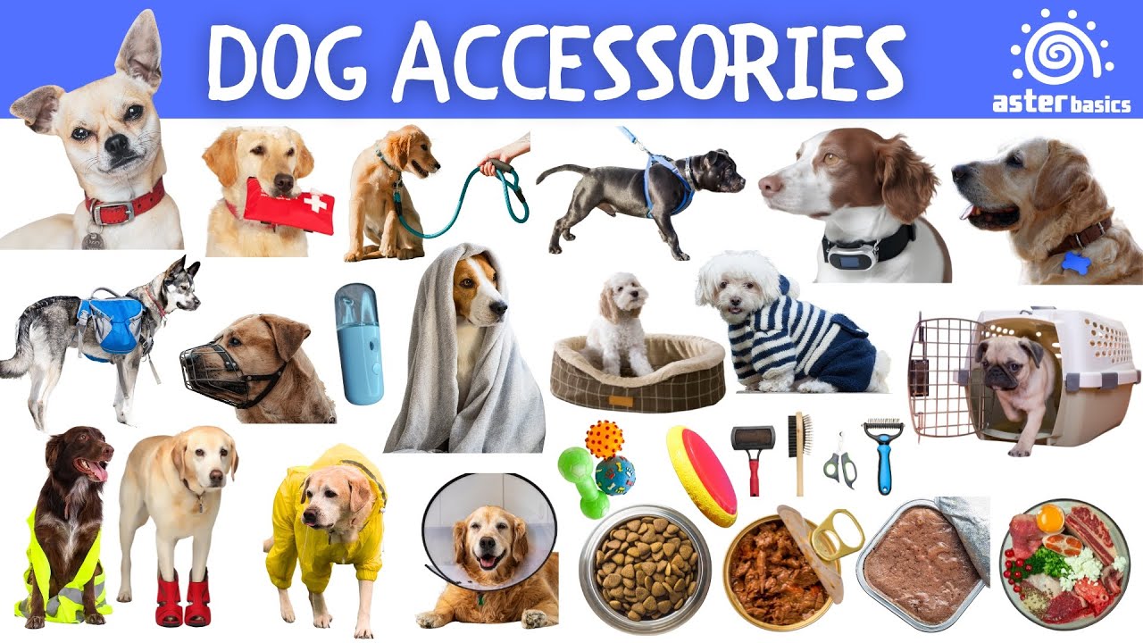 Dog Accessories and Types of Dog Food | Dog Safety, Dog Travel, Dog Toys | Pet Dogs | Aster Basics