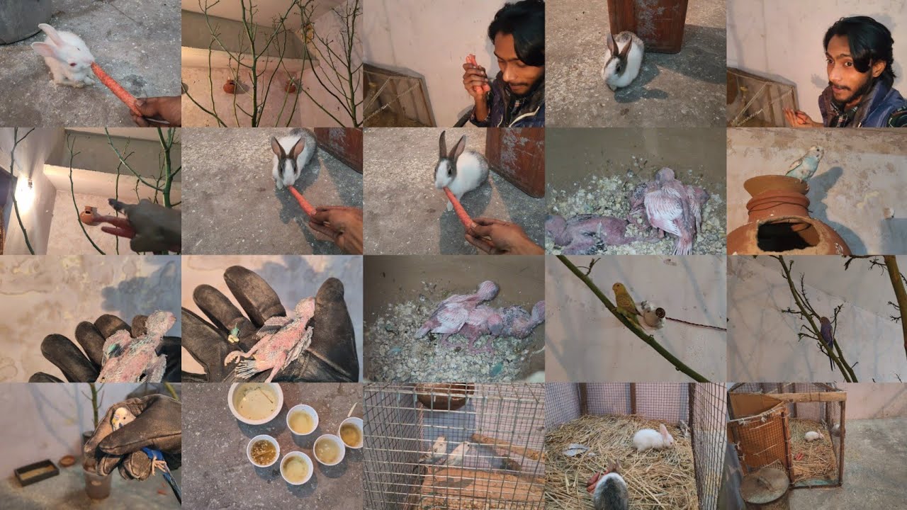 Aaj Rabbit leaaye New pets 🥰