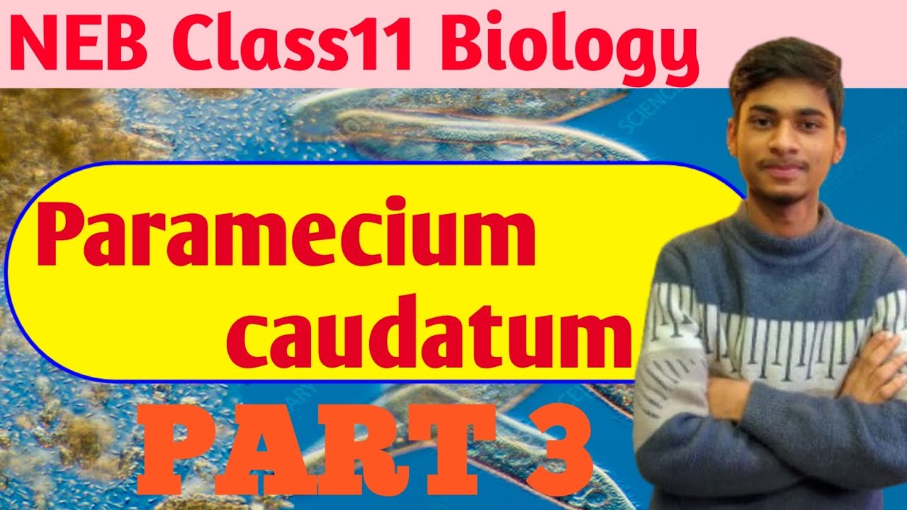 NEB || Class 11 ||Biology || Paramecium caudatum || Part 3