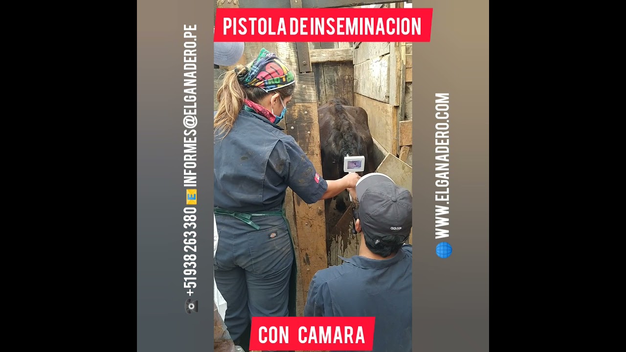 Pistola de Inseminación para Vacas con Cámara