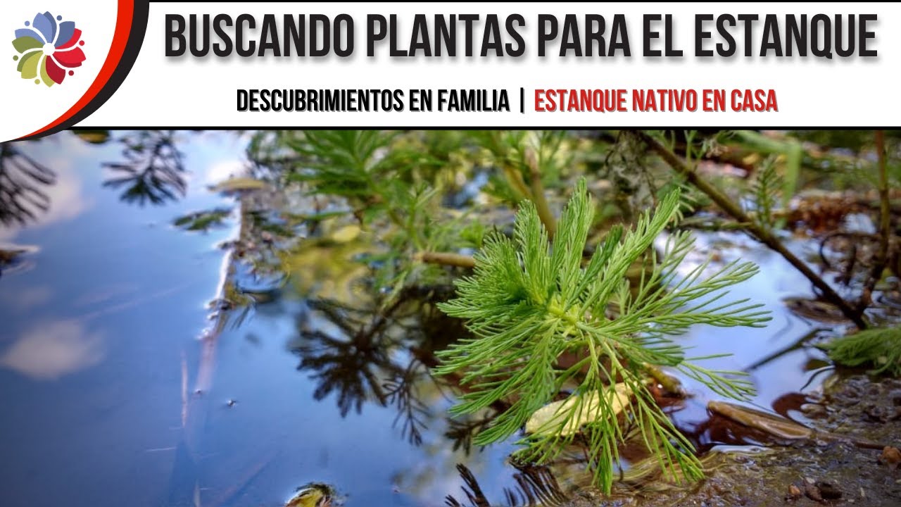🌿 Buscando PLANTAS ACUÁTICAS para el ESTANQUE | Descubrimientos en FAMILIA