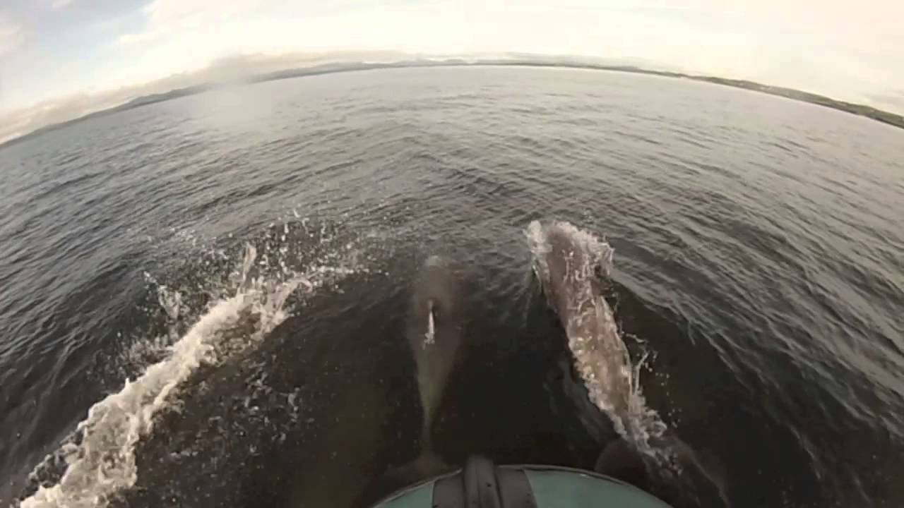 Dolphins Donegal Bay