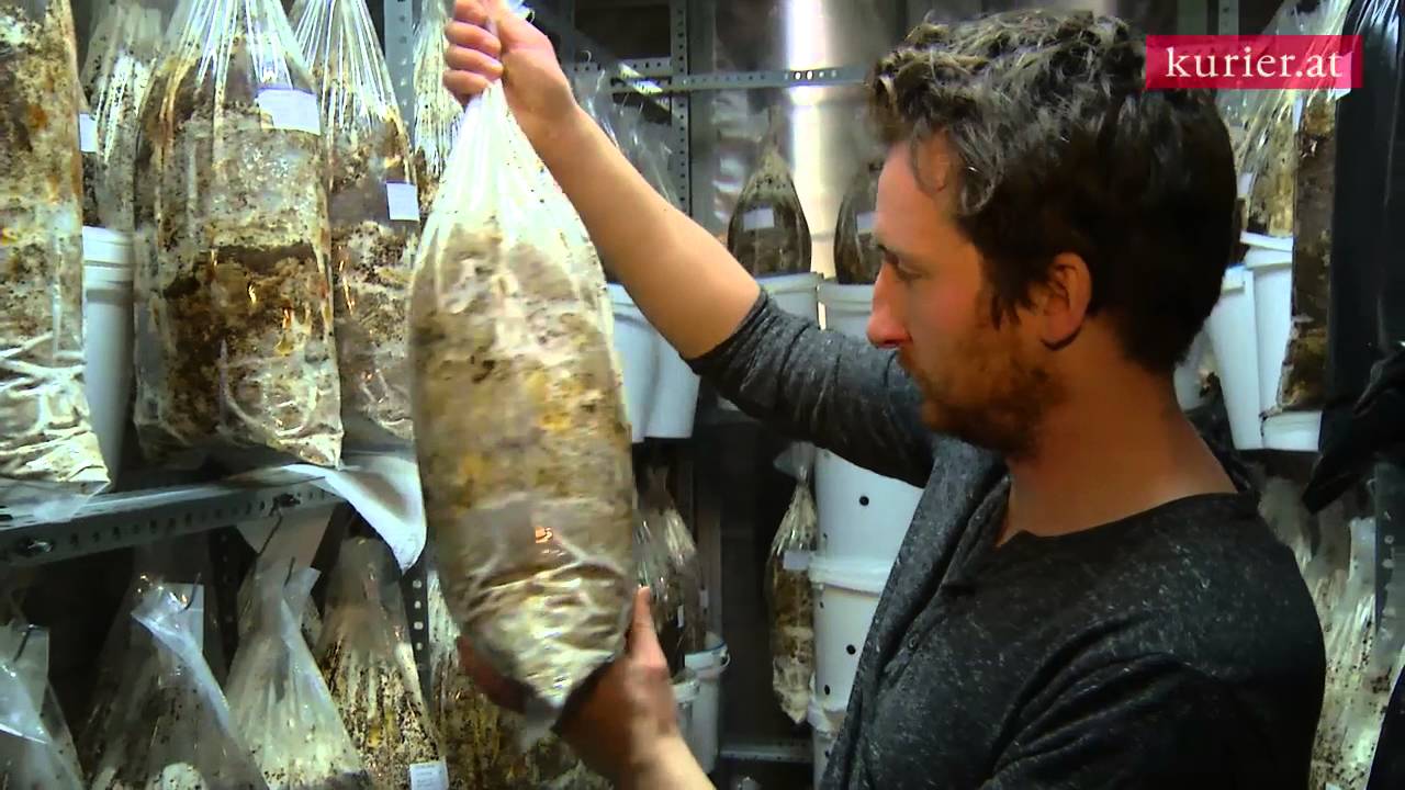 Innovativ & erfolgreich: Zwei Studenten züchten Pilze in Wiener Keller