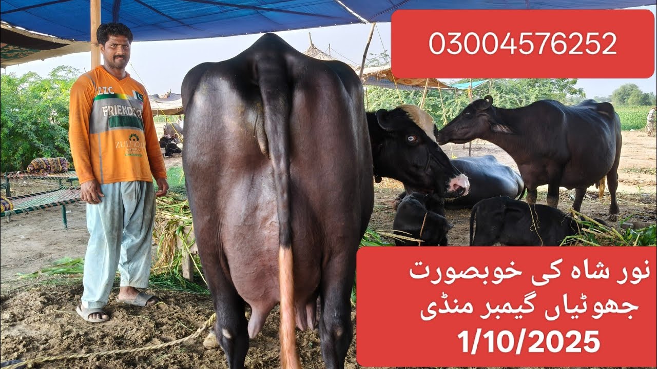 Noor ki top high milking buffalo sale Okara Animal Tv/03004576252/1/10/2025