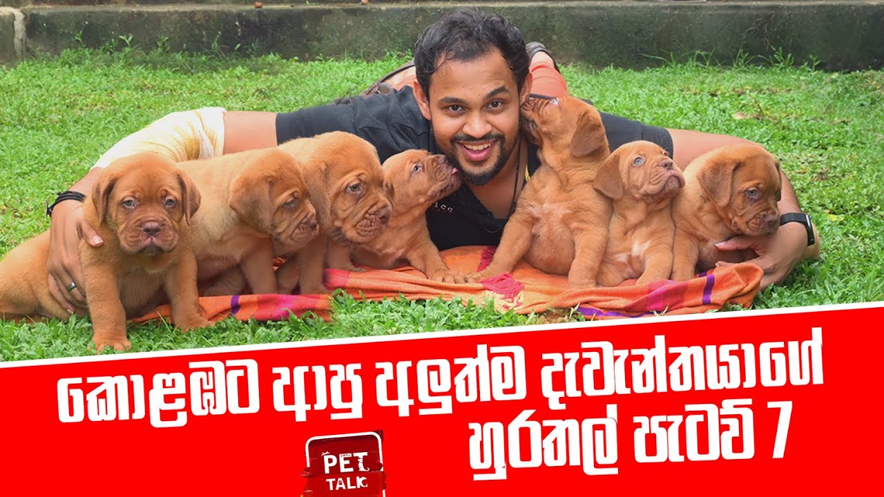 කොළඹට ආපු අලුත්ම දැවැන්තයාගේ හුරතල් පැටව් 7 | Pet Talk