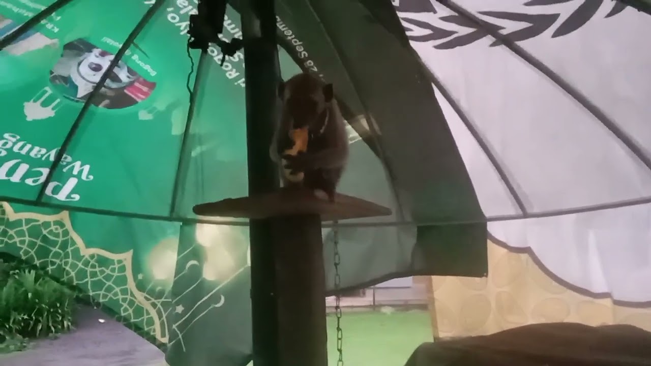 Beri makan monyet dengan pisang