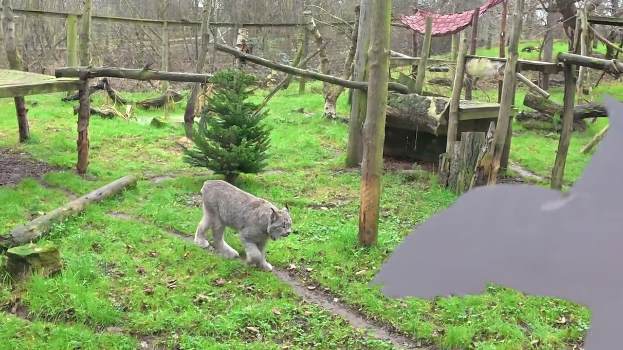 Christmas Eve at Northumberland Zoo | Peaceful Winter Walk