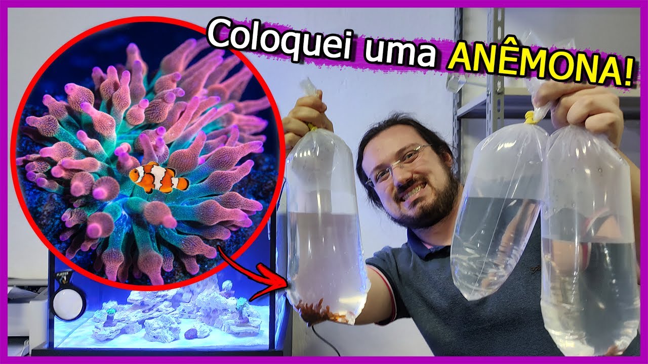 Coloquei uma ANÊMONA no Aquário Marinho de 100 Litros!