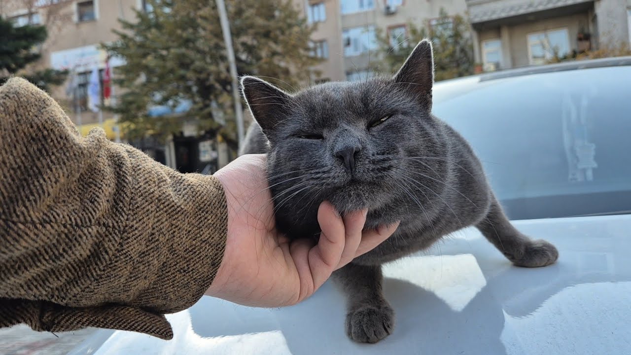 The Sweetest and Biggest gray street cat I have ever met.