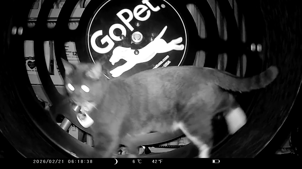 Cookie Cutter The Cat In Go Pet Exercise Wheel, Filmed By KJK JDL201, Dbn, MI, Feb. 20 & 21, 2026