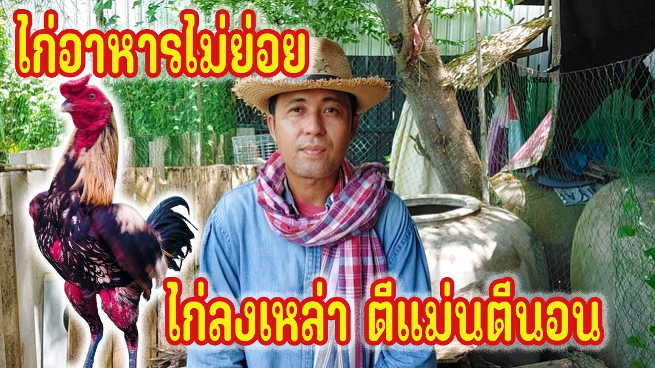 ไก่อาหารไม่ย่อย ลูกเพาะเริ่มมีผลงาน