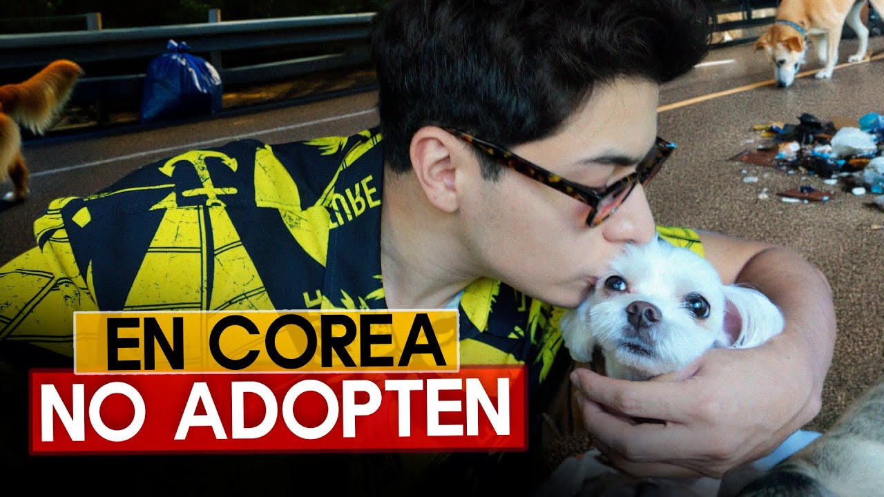 La Oscura Realidad de los Perros en Corea🇰🇷👎🐕