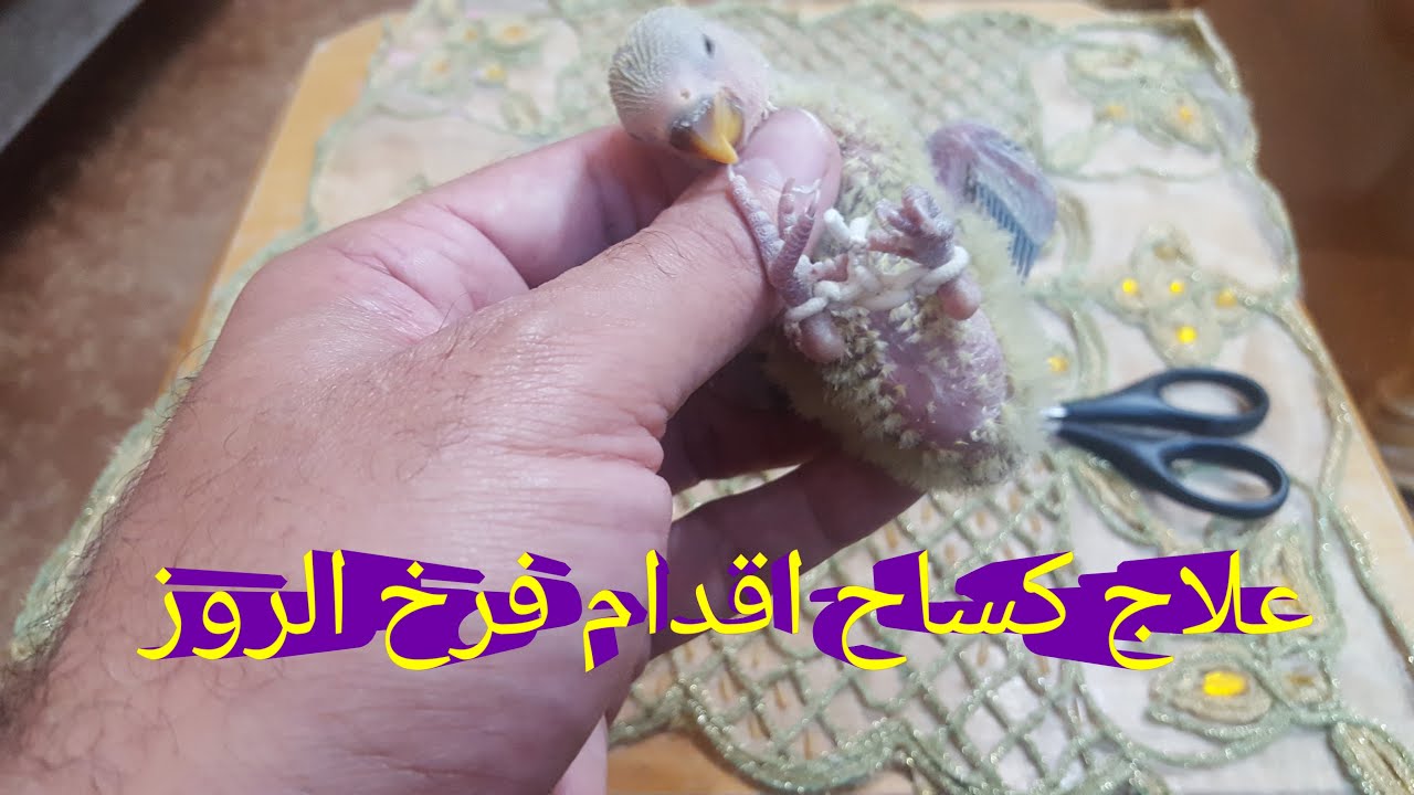 علاج كساح اقدام طائر الروز..علاج تباعد اقدام الطيور