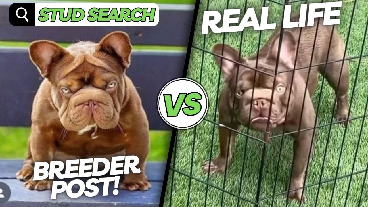 The secret every dog breeder needs to know about choosing a stud !