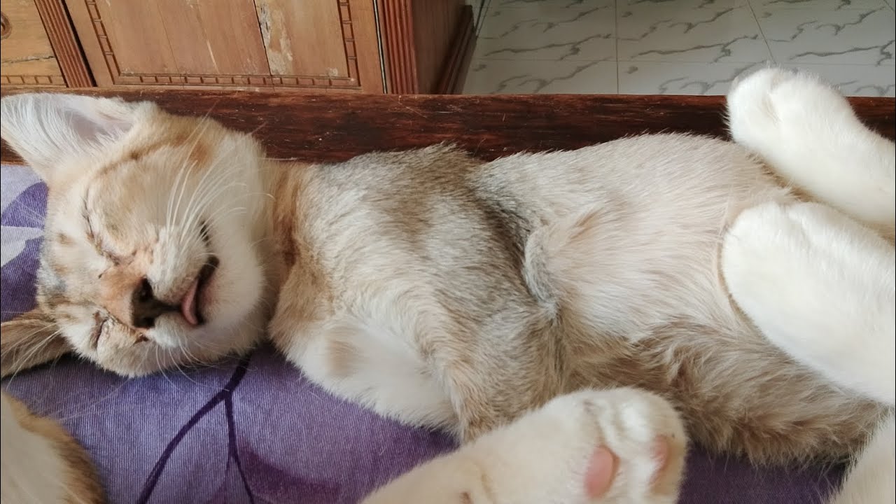 #vlogger #vlog #cat 