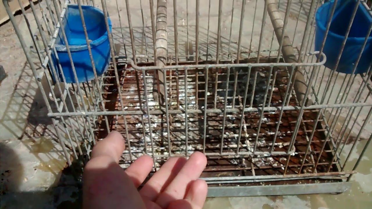 Mi método para amansar pájaros muy efectivo