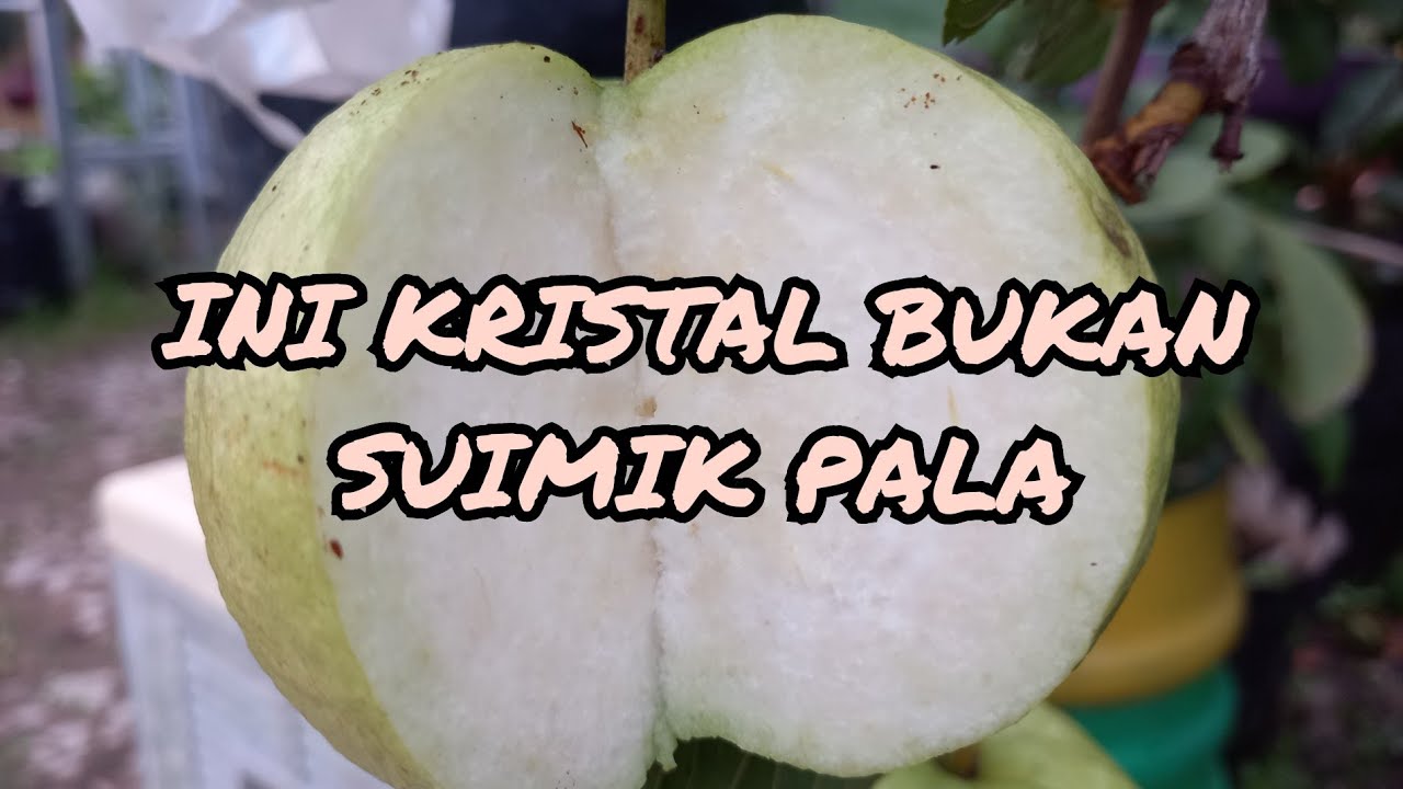 JAMBU KRISTAL ATAU SUIMIK PALA? BENTUKNYA KOK SAMA